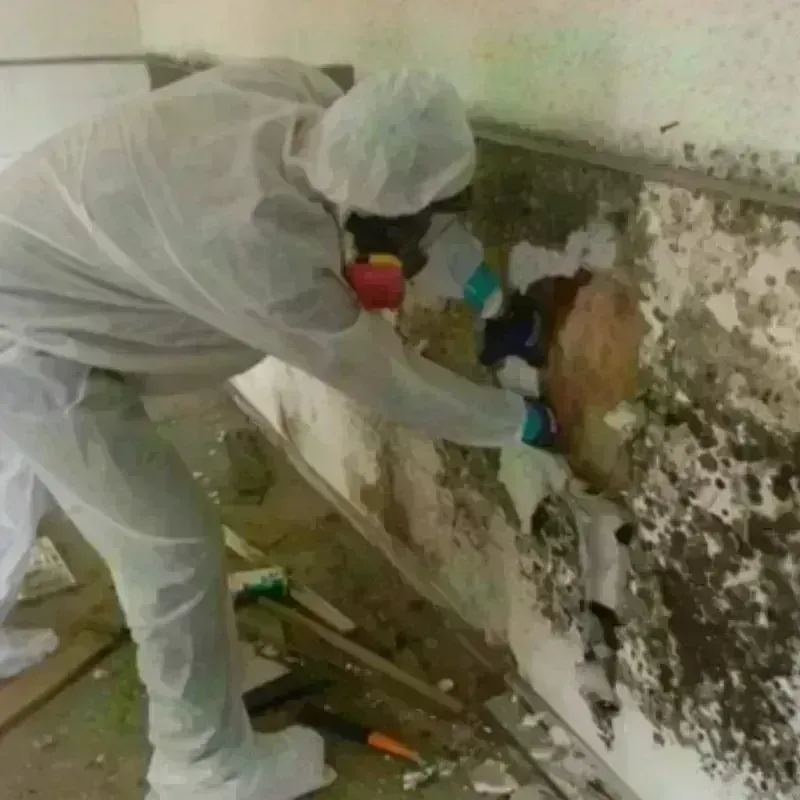 Mold Remediation and Removal in Caro, MI